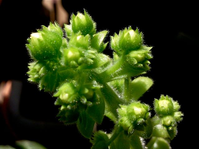 Aeonium tabulaeforme - Boutons