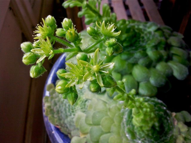 Aeonium tabulaeforme - Fleurs