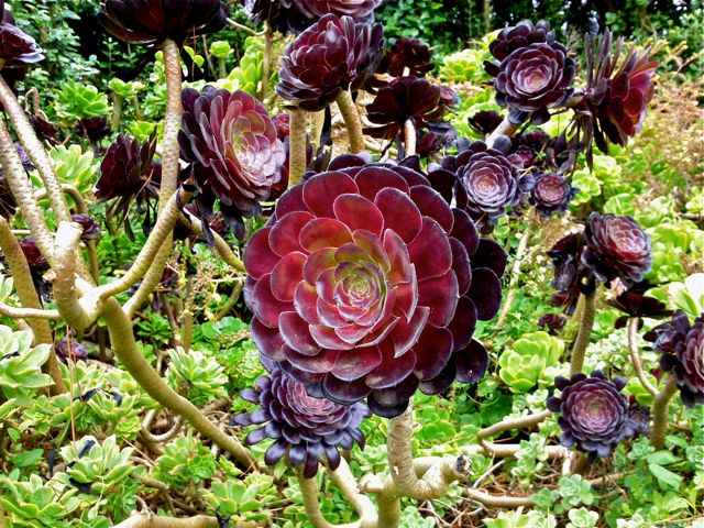 Aeonium arboreum - Pourpre