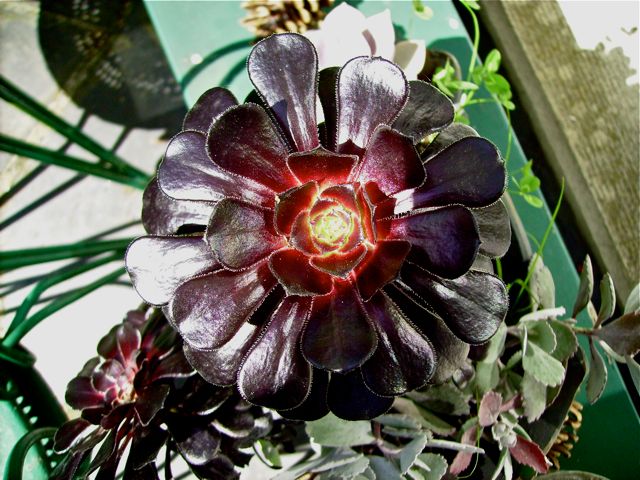 Aeonium arboreum - Face