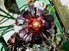 Aeonium arboreum - Face