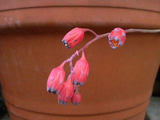 Echeveria - Fleur profil