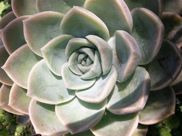 Echeveria - Face