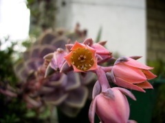 Echeveria - Fleur de face