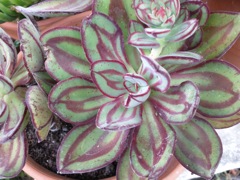 Echeveria nodulosa -  Panaché rouge et vert