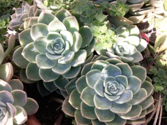 Echeveria - Rocaille