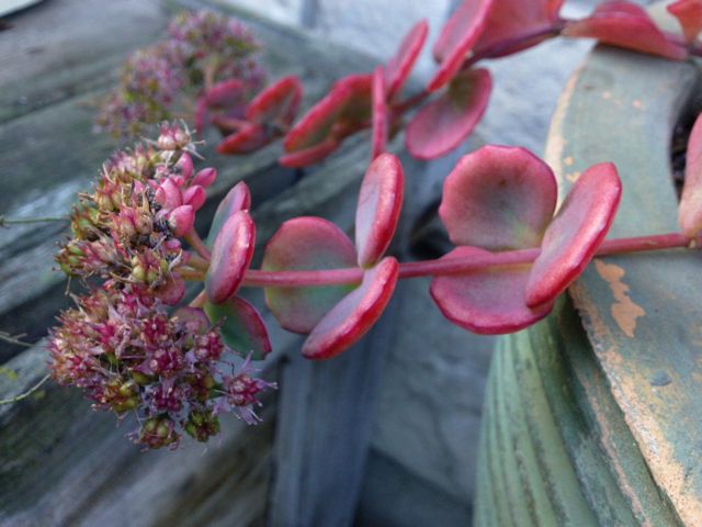 Sedum sieboldii variegatum - Profil