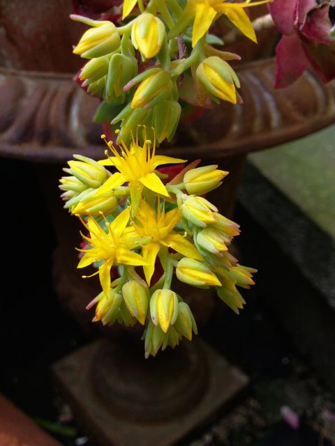 Sedum palmeri (Orpin de Palmer) - Hampe