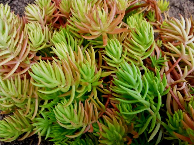 Sedum reflexum (Sedum réfléchi) - Massif