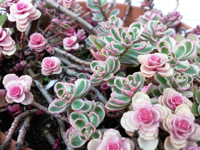 Sedum spurium - Rose