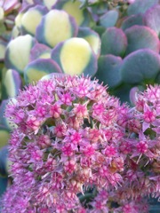 Sedum sieboldii variegatum - Fleurs
