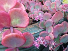 Sedum sieboldii variegatum - Détail