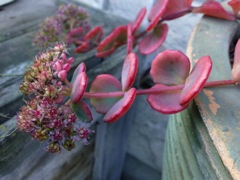 Sedum sieboldii variegatum - Profil