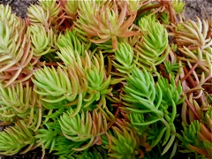 Sedum reflexum (Sedum réfléchi) - Massif