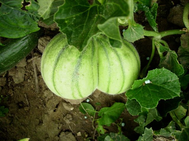 Cucumis melo (Melon) - Double