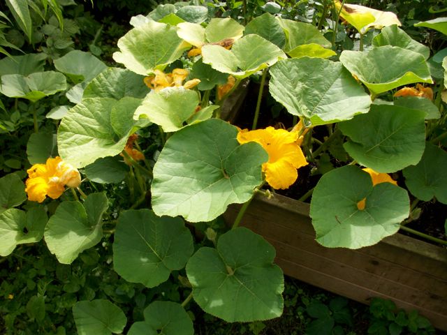 Cucurbita pepo (Citrouille)  - Chassis