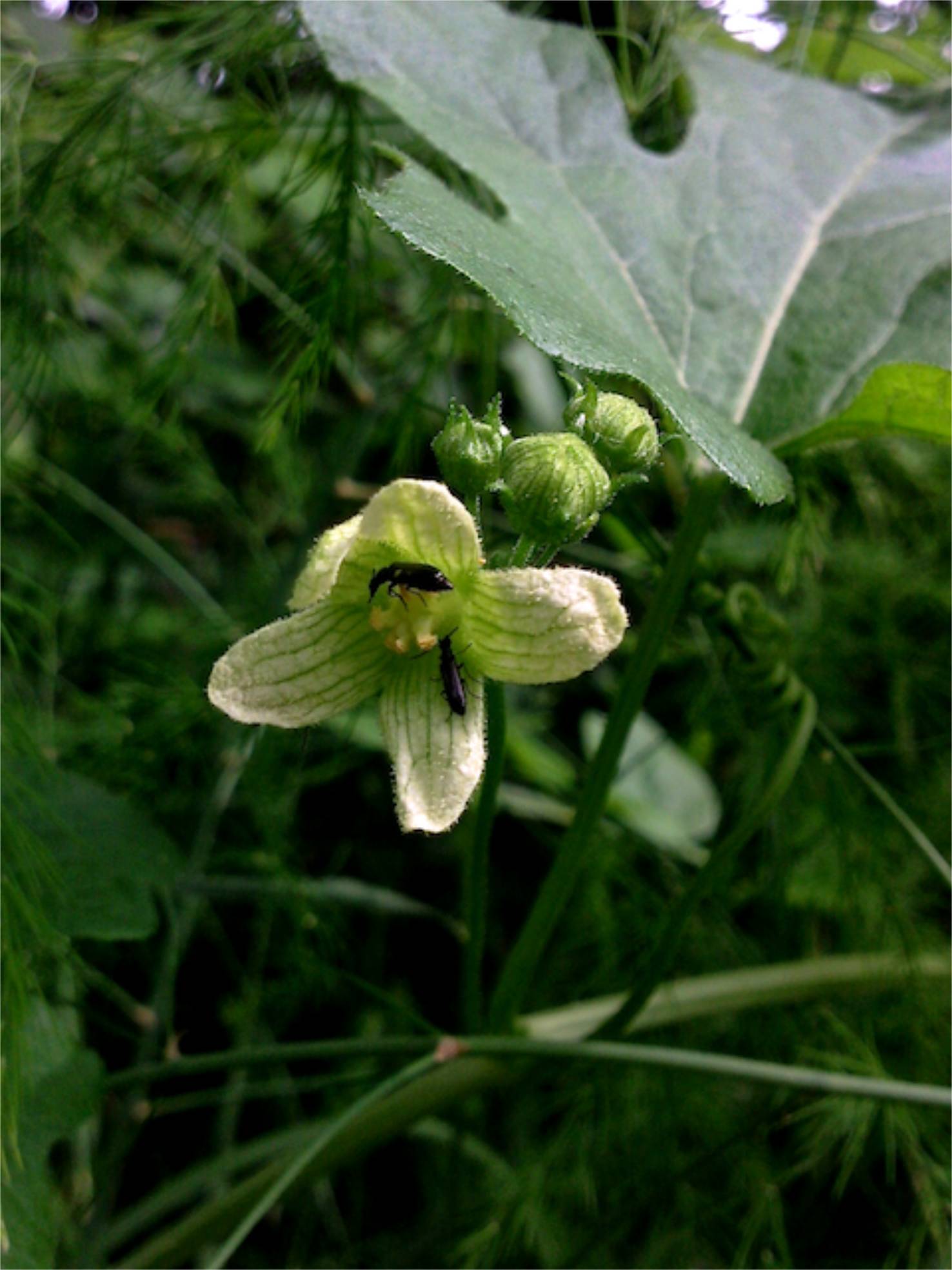 Bryonia dioica (Bryone) - Pollinisation