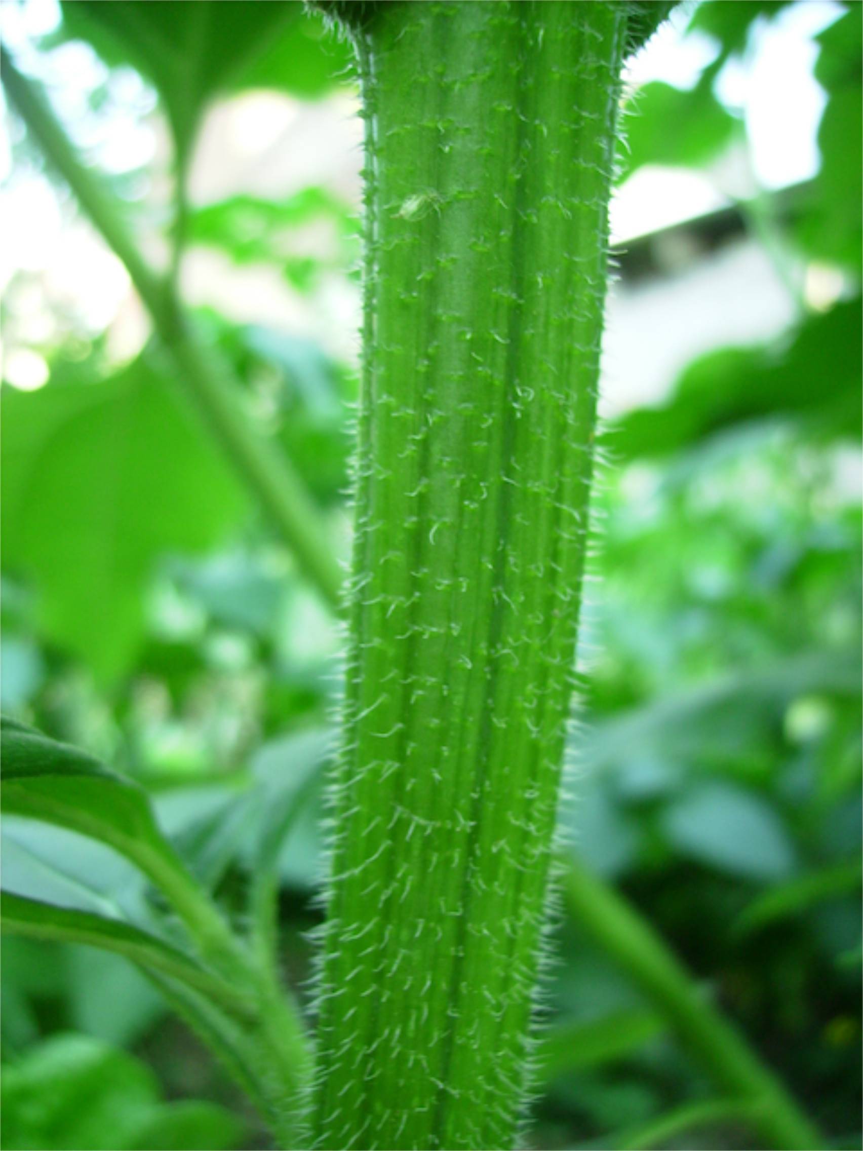 Cucurbita pepo (Courgette) - Tige