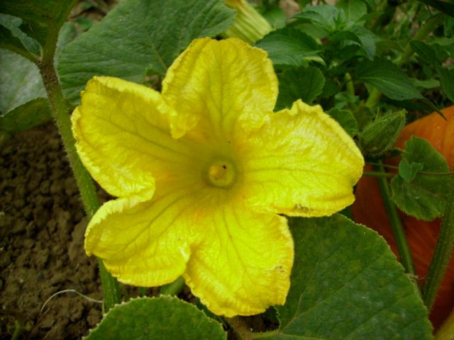 Cucurbita pepo (Citrouille) - Fleur mâle