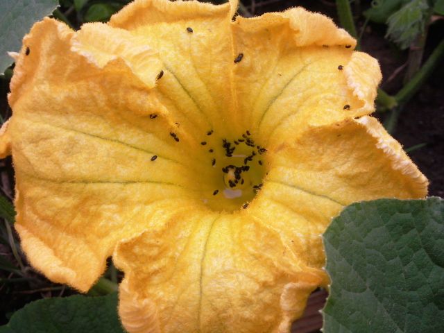 Cucurbita pepo (Courgette) - Pollinisation