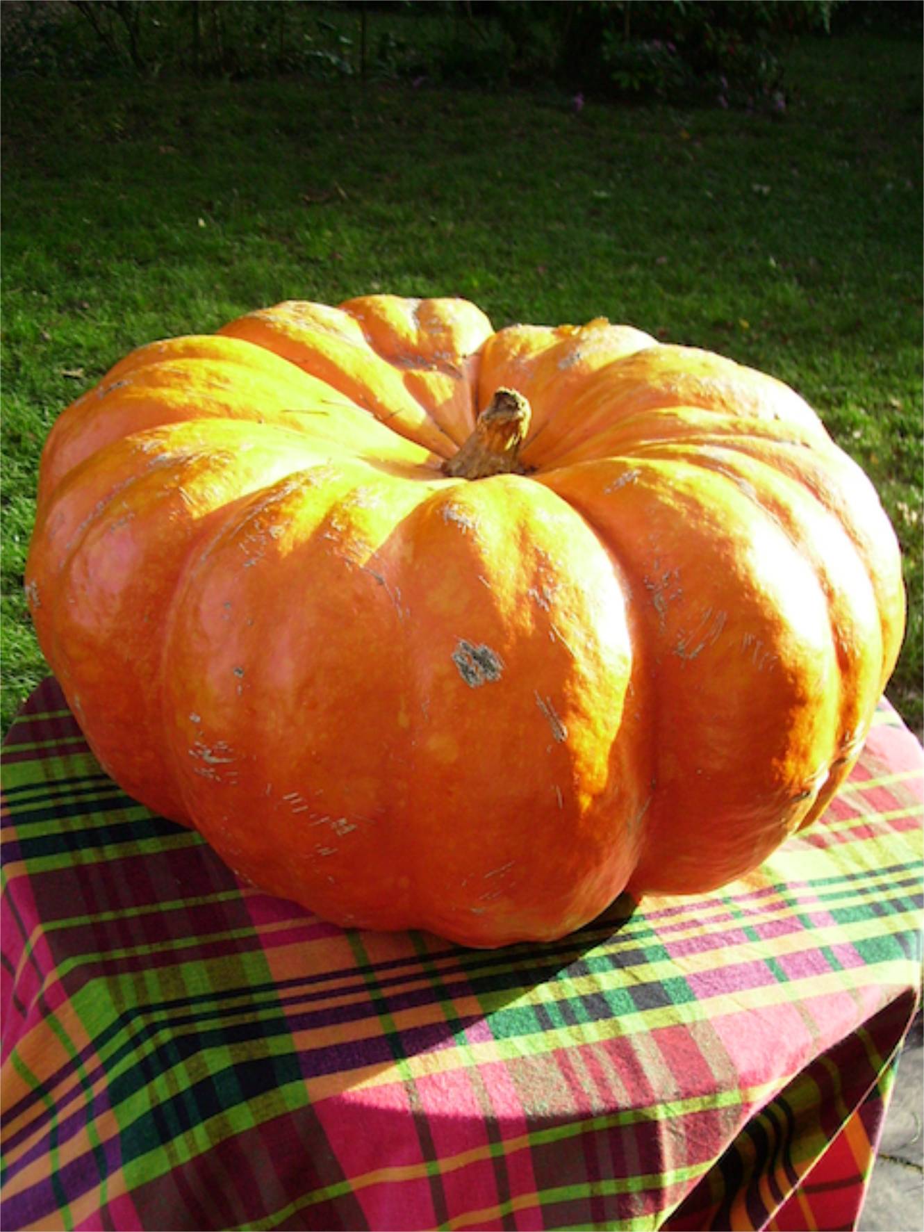 Cucurbita maxima (Potiron)