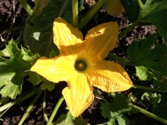 Cucurbita pepo (Courgette) - Fleur mâle