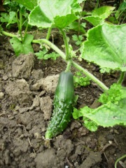 Cucumis sativus (Cornichon) - Fruit