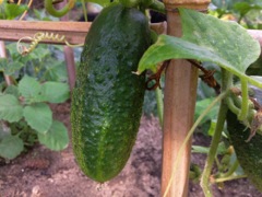 Cucumis sativus (Cornichon) - Fruit et vrille