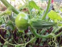 Vrilles de citrouille