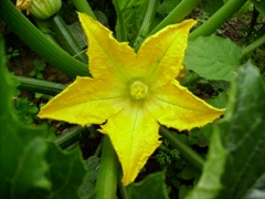 Cucurbita pepo (Courgette) - Fleur femelle