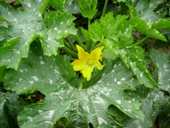 Cucurbita pepo (Courgette) - Feuillage