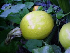 Cucurbita pepo (Courgette) - Fruit jaune
