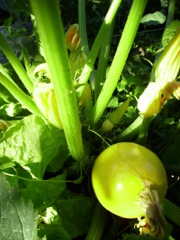 Cucurbita pepo (Courgette) - Pied