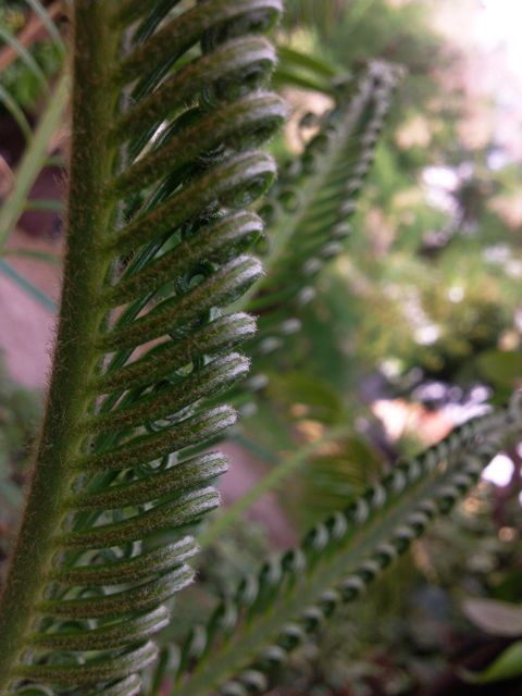 Cycas - Frondes