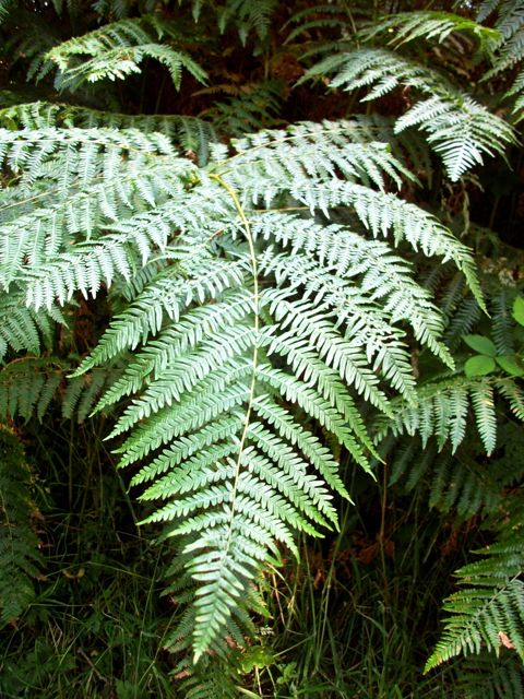 Pteridium aquilinum (Fougère-Aigle) - Frondes