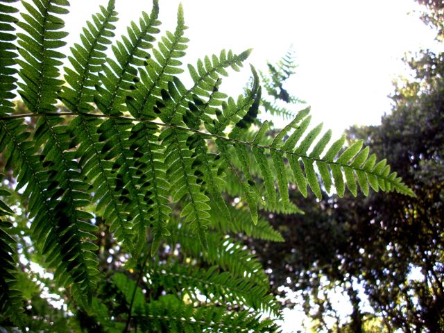 Pteridium aquilinum (Fougère-Aigle) - Fronde sans spores