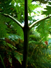 Pteridium aquilinum (Fougère-Aigle) - Pétiole