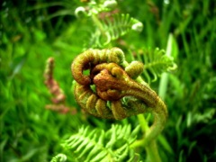 Pteridium aquilinum (Fougère-Aigle) - Crosse