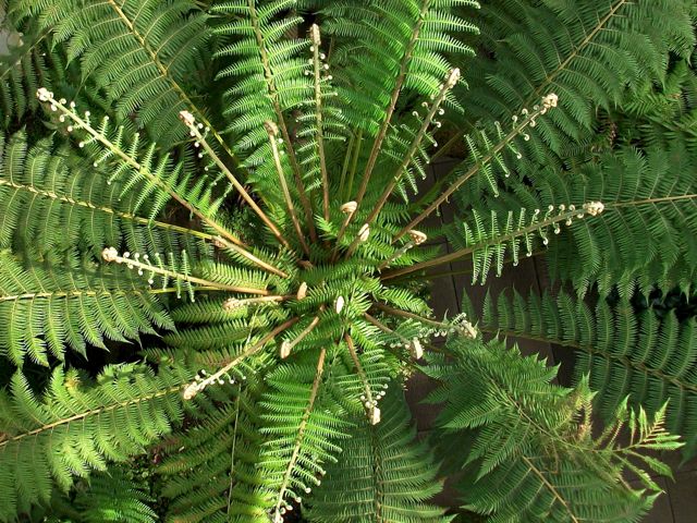 Dicksonia antartica (Fougère arborescente) - Dessus