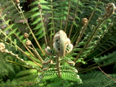 Dicksonia antartica (Fougère arborescente) - Fronde