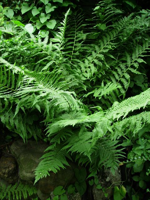 Dryopteris filix-mas (Fougère mâle) - Pied