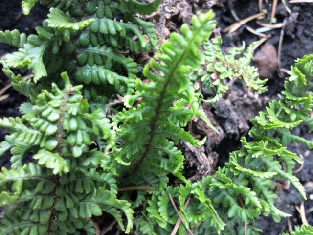 Dryopteris affinis