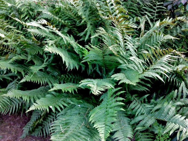 Dryopteris filix-mas (Fougère mâle) - Pied