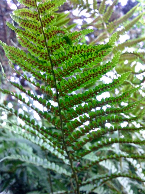 Dryopteris filix-mas (Fougère mâle) - Sores