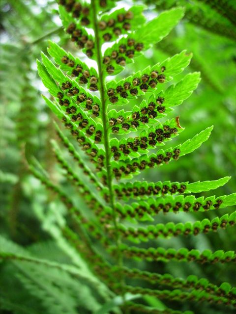 Dryopteris filix-mas (Fougère mâle) - Sores