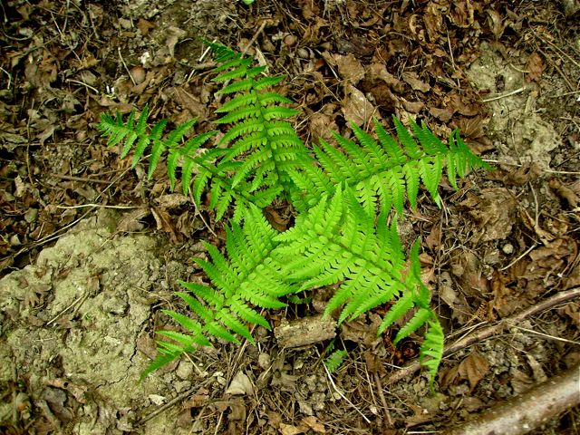 Dryopteris filix-mas (Fougère mâle) - Etoile