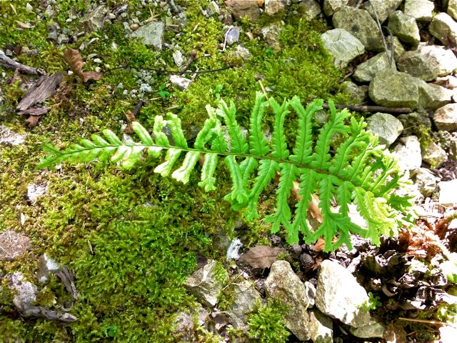 Polystichum setiferum - Fronde