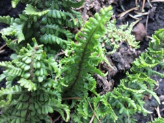 Dryopteris affinis