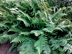 Dryopteris filix-mas (Fougère mâle) - Pied