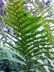 Dryopteris filix-mas (Fougère mâle) - Sores